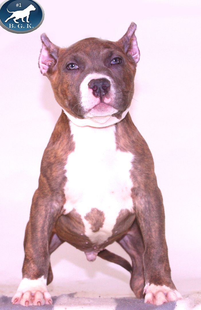 Big Gemini Pitbulls Largest XL Bully Pit bulls Biggest Blue Pitbull